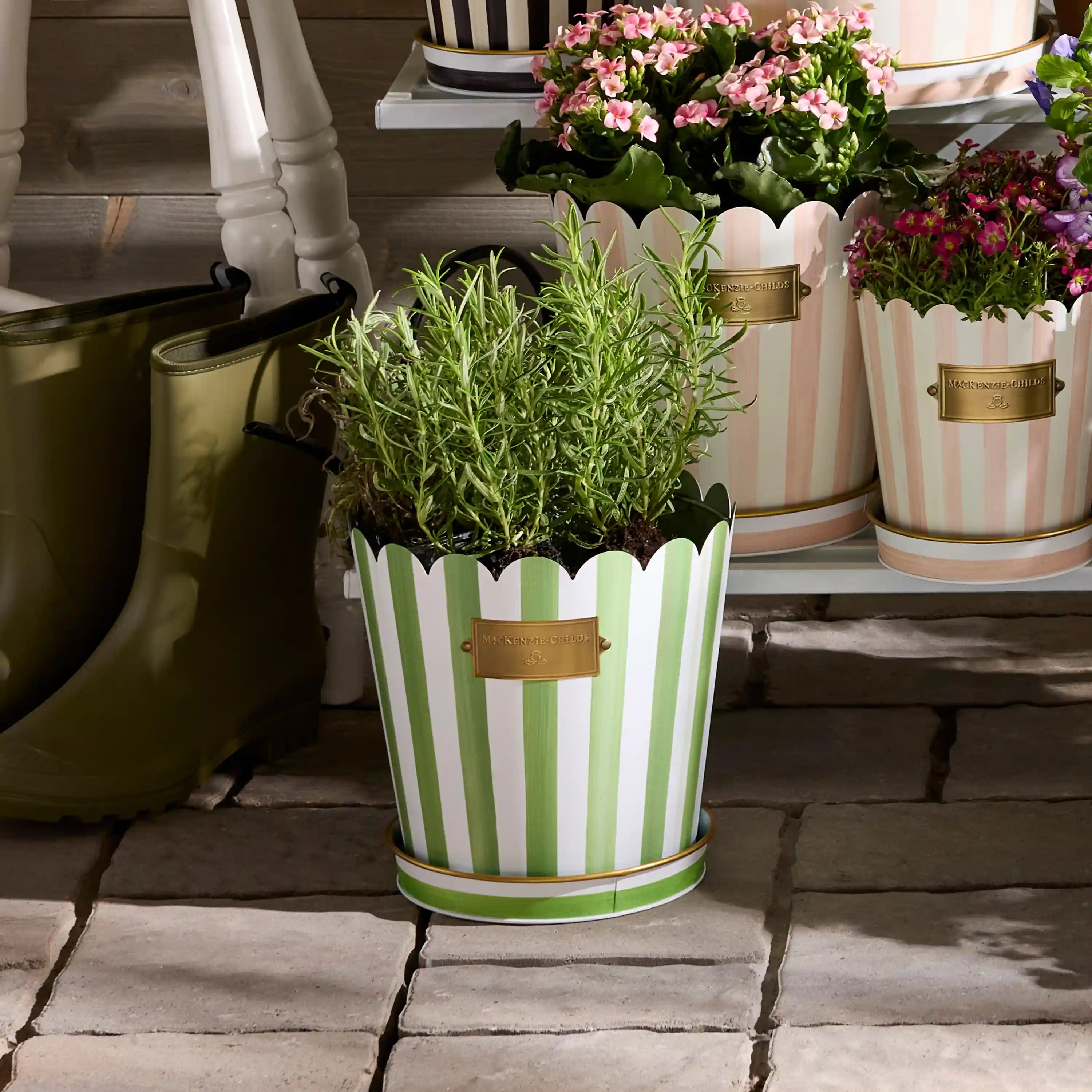 Courtly Stripe Pots & Saucers, Set of 3