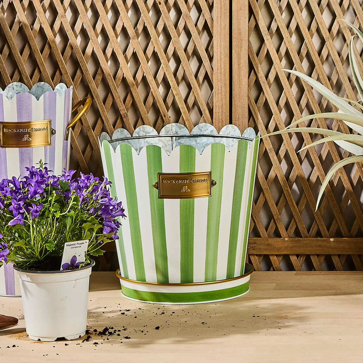 Courtly Stripe Pots & Saucers, Set of 3