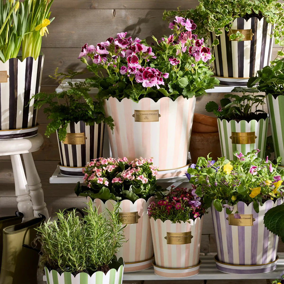 Rosy Stripe Pots & Saucers, Set of 3