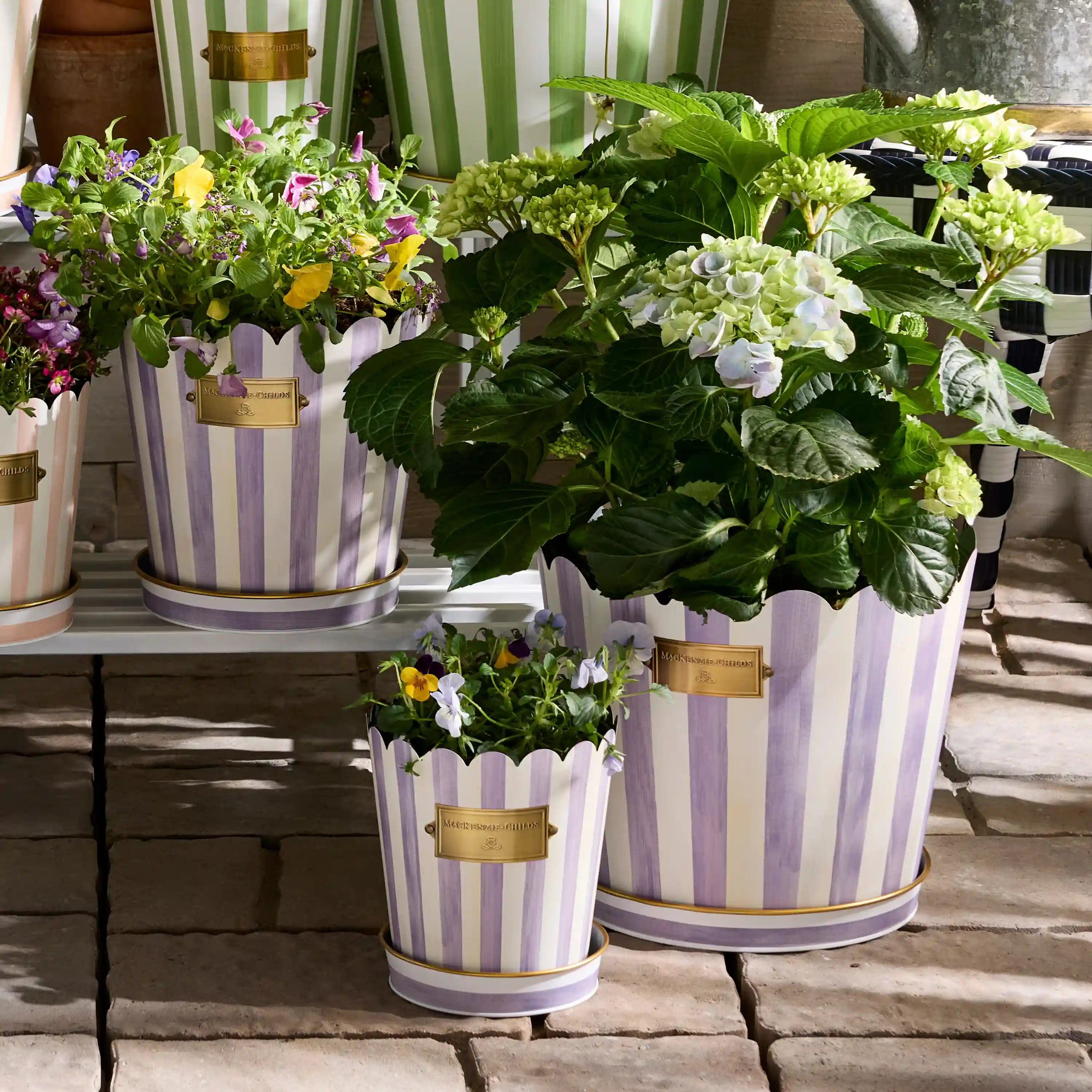 Rosy Stripe Pots & Saucers, Set of 3