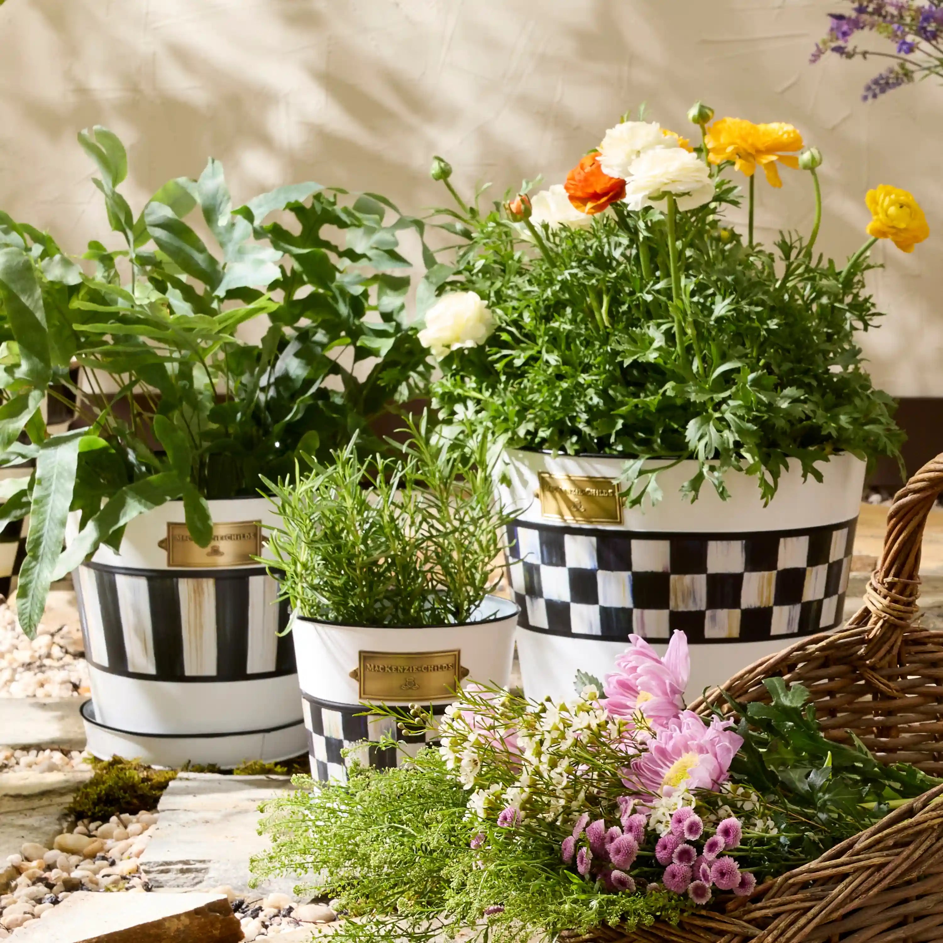 Violet Stripe Pots & Saucers, Set of 3